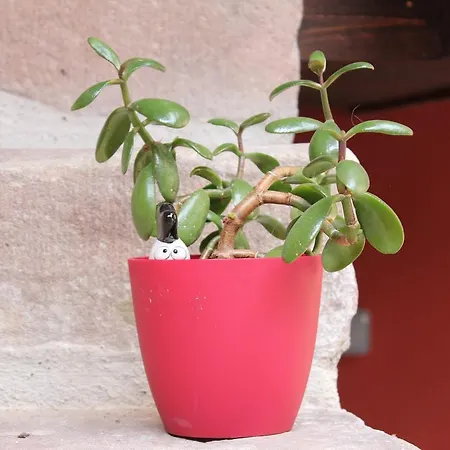 Сasa de vacaciones De L'ours Grognon Dambach